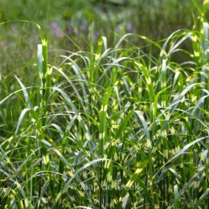 Miscanthus sinensis 'Giraffe'
