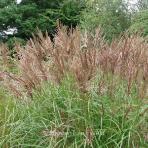 Miscanthus sinensis 'Graziella'