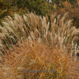Miscanthus sinensis 'Hermann M&uuml;ssel'