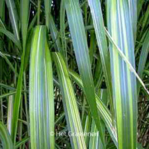 Miscanthus sinensis 'Jubilar'