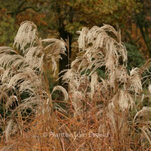 Miscanthus sinensis 'Kaskade'