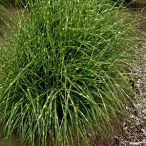 Miscanthus sinensis 'Little Zebra'