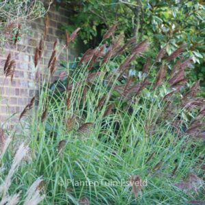 Miscanthus sinensis 'Malepartus'