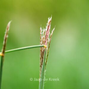 Miscanthus sinensis 'Nippon'