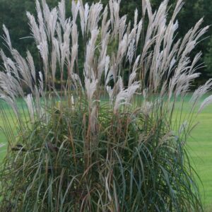 Miscanthus sinensis 'Prof. Richard Hansen'
