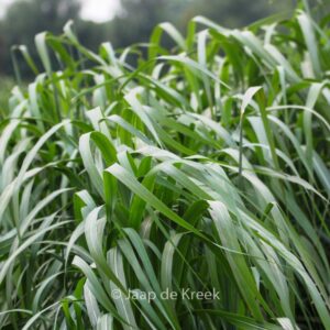Miscanthus sinensis 'Rosi'
