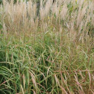 Miscanthus sinensis 'Samurai'