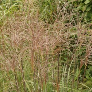 Miscanthus sinensis 'Silberspinne'