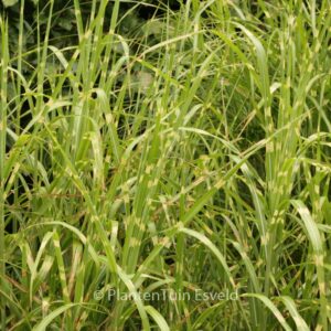 Miscanthus sinensis 'Strictus'