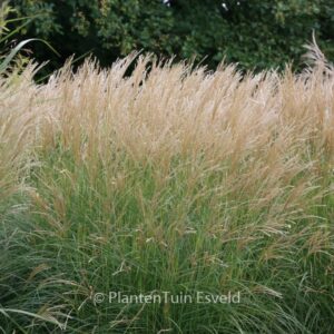 Miscanthus sinensis 'Yaku Jima'