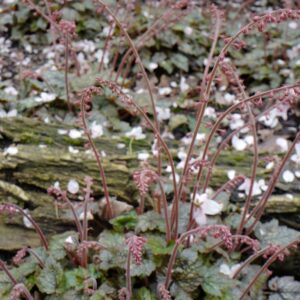 Mitella stylosa 'Makinoi'