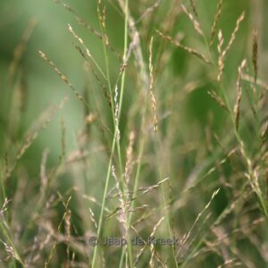 Molinia arundinacea 'Font&auml;ne'