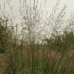 Molinia arundinacea 'Skyracer'
