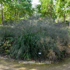 Molinia arundinacea 'Transparent'