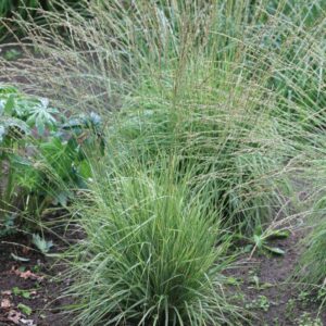 Molinia caerulea 'Carmarthen'
