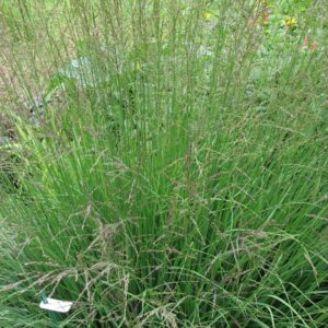 Molinia caerulea 'Dauerstrahl'