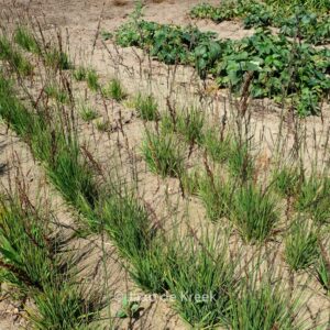 Molinia caerulea 'Heidezwerg'