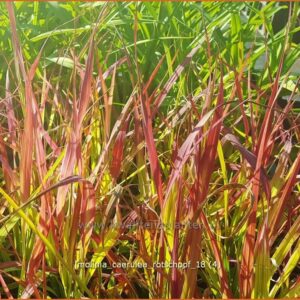 Molinia caerulea 'Rotschopf'