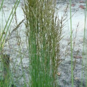 Molinia caerulea 'Torch'