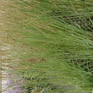Molinia caerulea 'Whirlwind'
