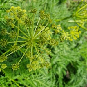 Molopospermum peloponnesiacum