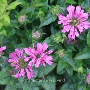 Monarda 'Acpetdel' (PETITE DELIGHT)