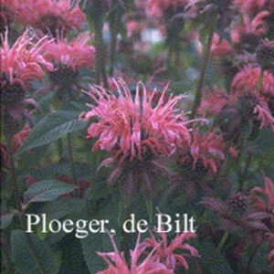 Monarda 'Balance'