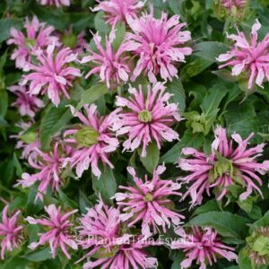 Monarda 'Balmy Pink'