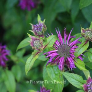 Monarda 'Blaustrumpf'