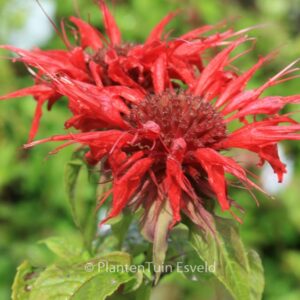 Monarda 'Cambridge Scarlet'
