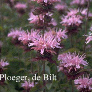 Monarda 'Comanche'