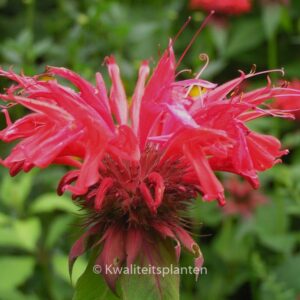 Monarda 'Gardenview Scarlet'