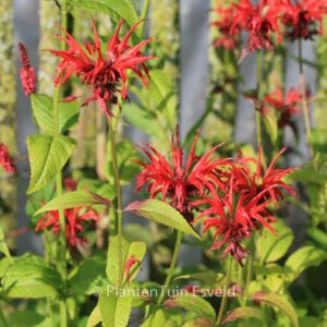 Monarda 'Jacob Cline'