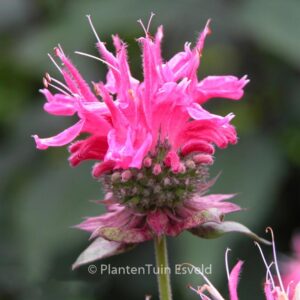 Monarda 'Marshall's Delight'