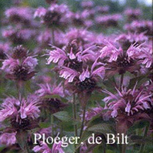 Monarda 'Mohawk'