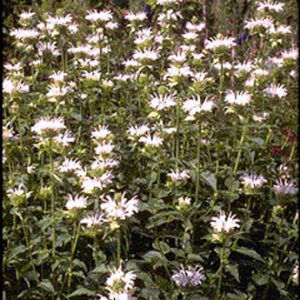 Monarda 'Schneewittchen'