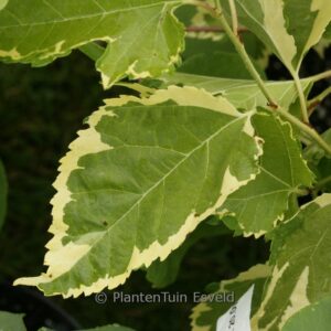 Morus alba 'Paper Dolls'