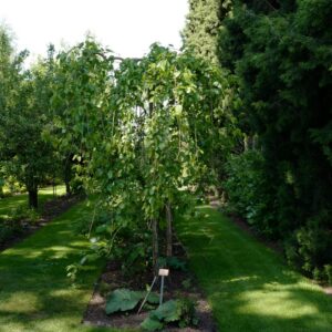 Morus alba 'Pendula'