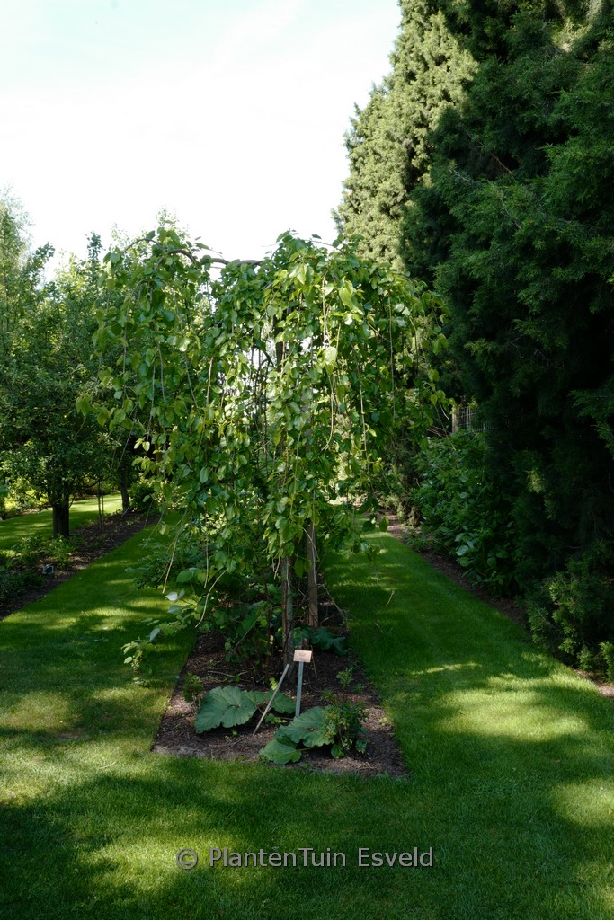 Morus alba 'Pendula'