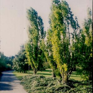 Morus alba 'Pyramidalis'