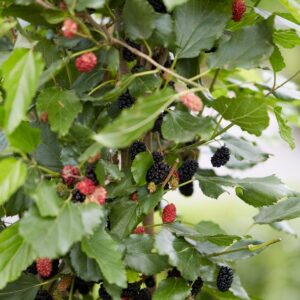 Morus rotundiloba 'Matsunaga' (MOJO BERRY)