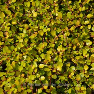 Muehlenbeckia complexa 'Golden Girl'