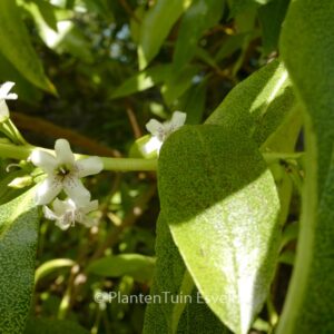 Myoporum laetum