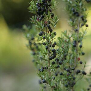 Myrceugenia leptospermoides