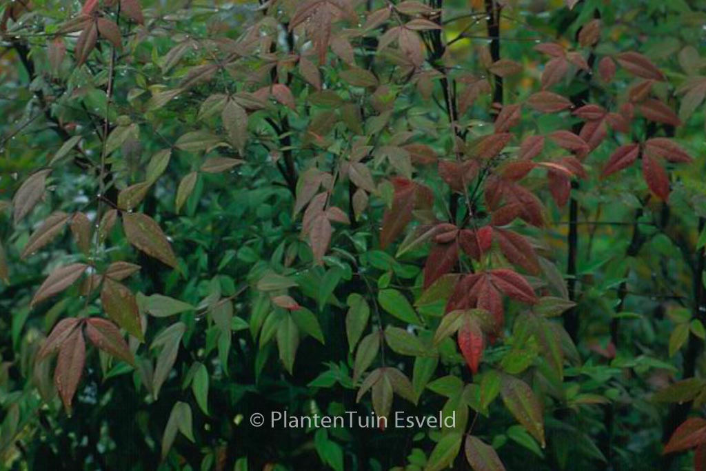 Nandina domestica - Image 3