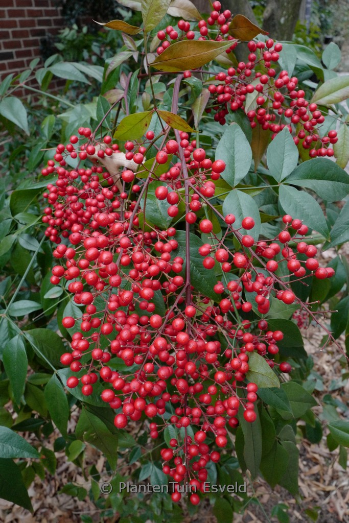 Nandina domestica - Image 6