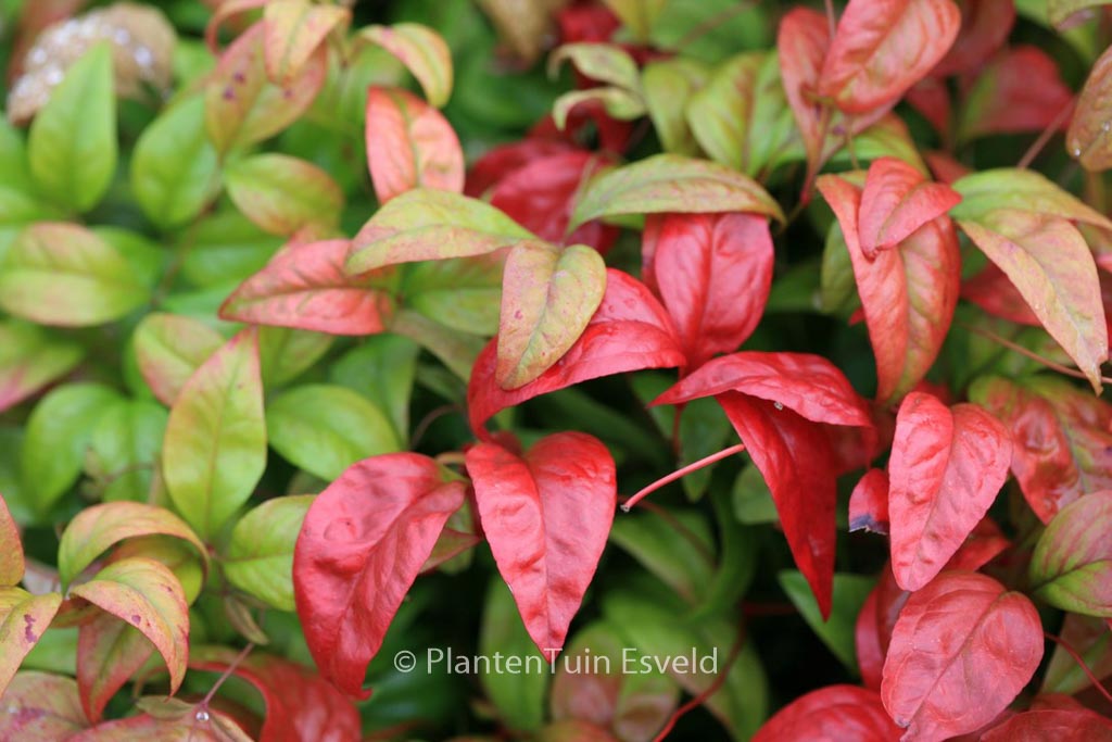Nandina domestica 'Fire Power'