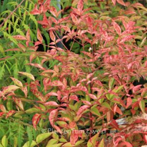 Nandina domestica 'Richmond'
