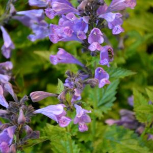 Nepeta 'Blue Dragon'