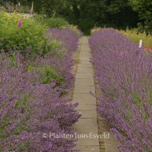 Nepeta 'Walker's Low'